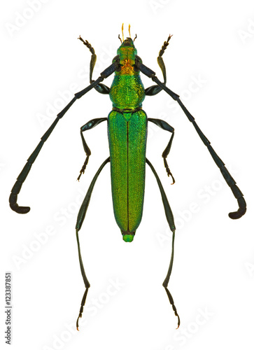 Closteromerus claviger, an African longhorn beetle