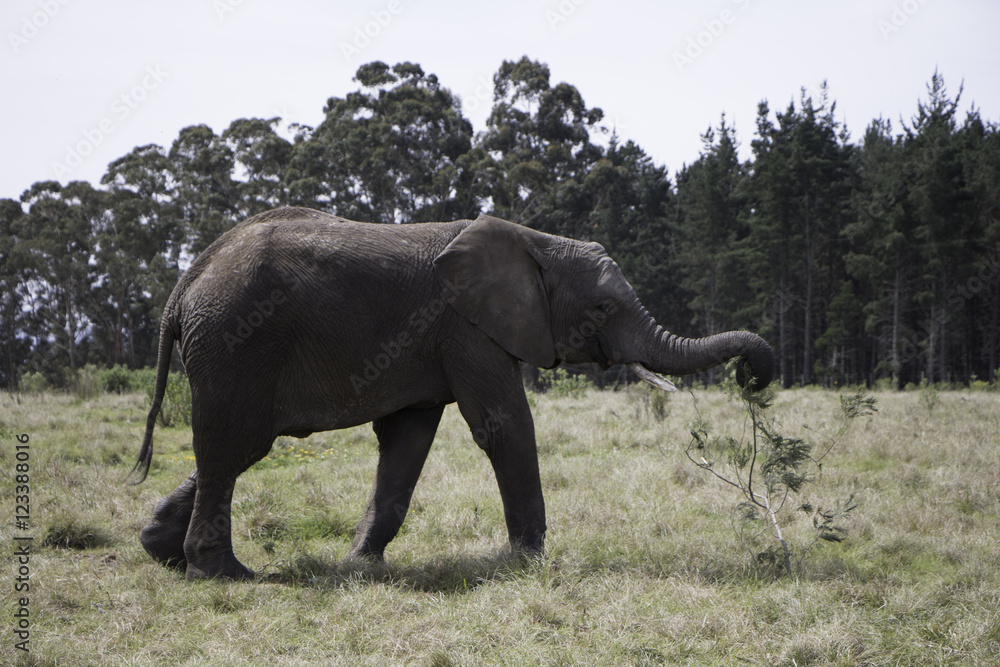African Elephant, South Africa, Knysna Elephant Park