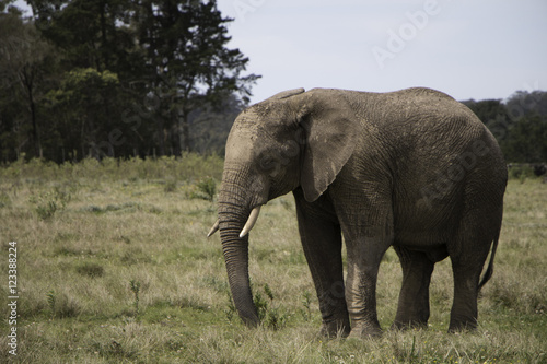 African Elephant  South Africa  Knysna Elephant Park