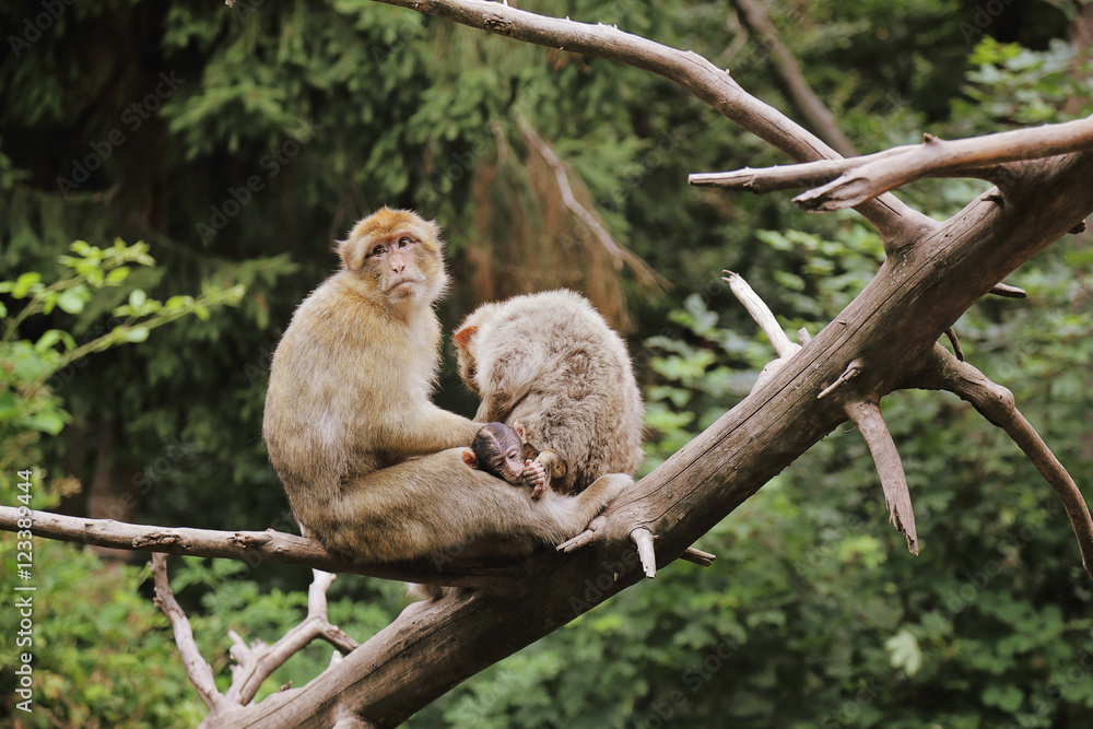 singes macaques de Barbarie singes macaques de Barbarie