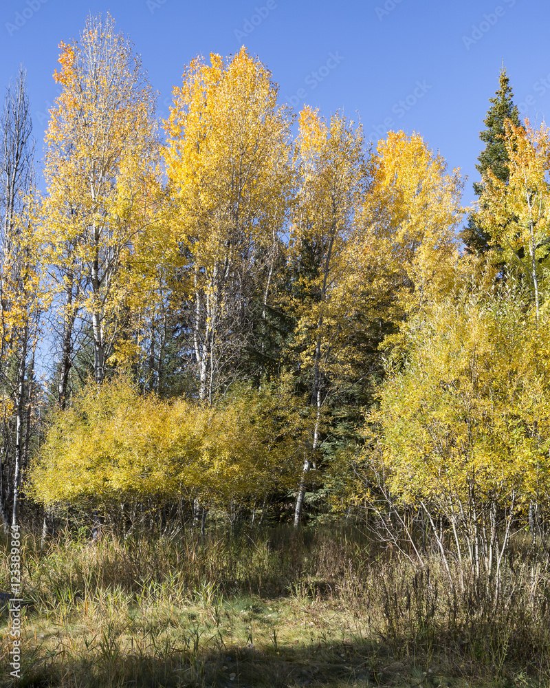 Fototapeta premium Autumn Gold