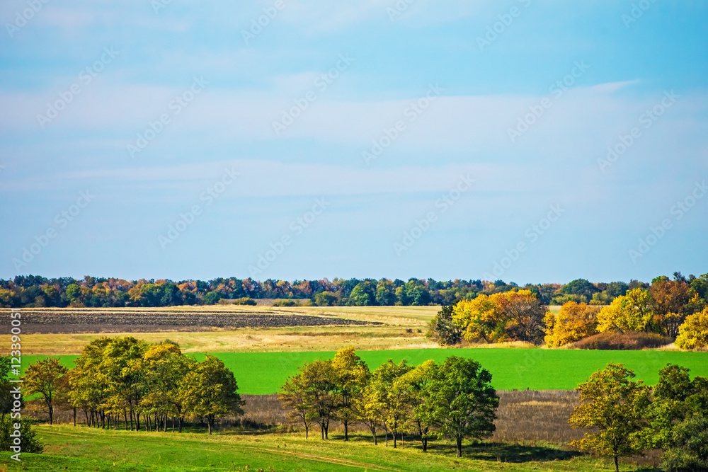 Fototapeta premium autumn landscape, yellowing trees, nature background