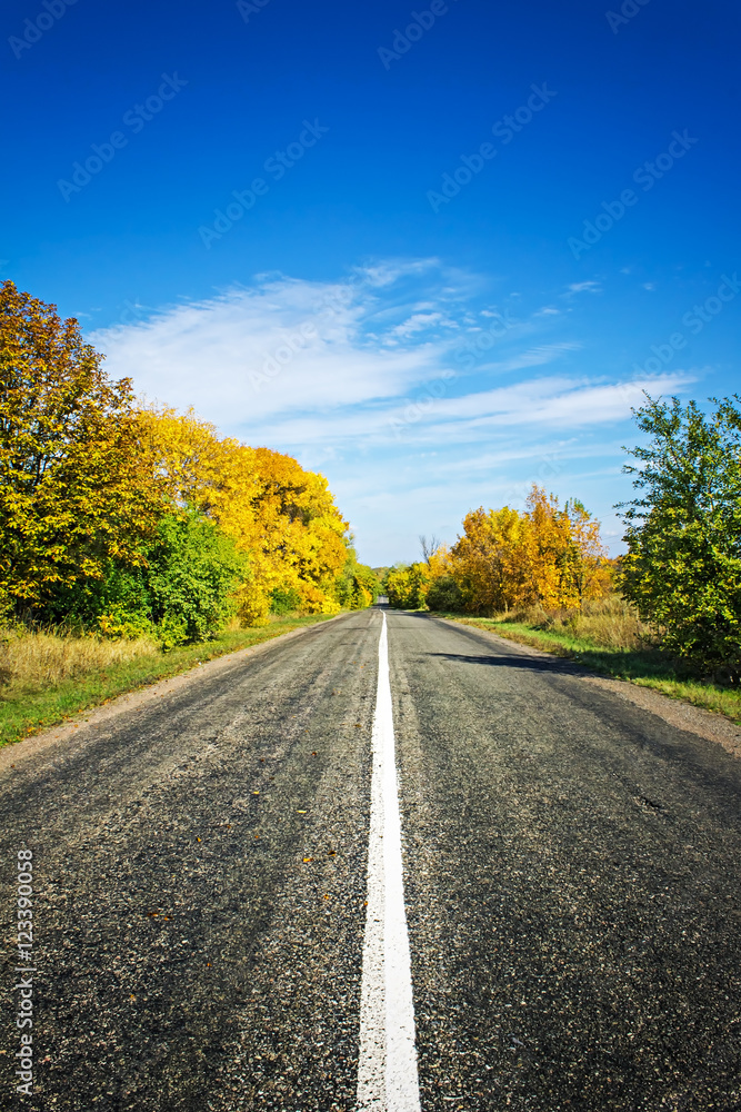 asphalt road in the autumn forest, nature background, sunny asphalt road in the autumn forest, nature background, sunny