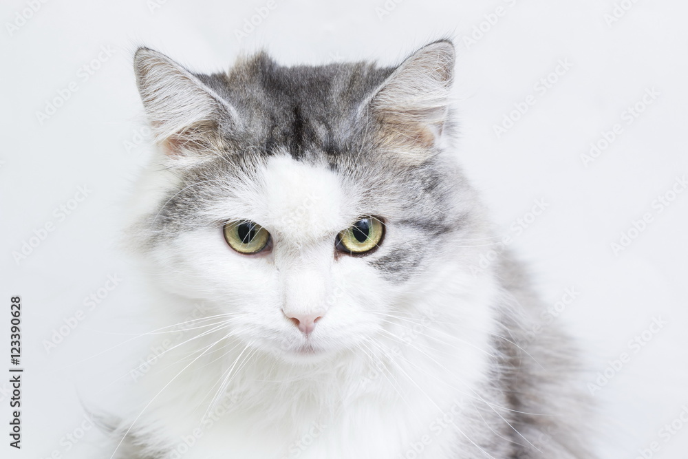 Siberian cat, portrait on a white background