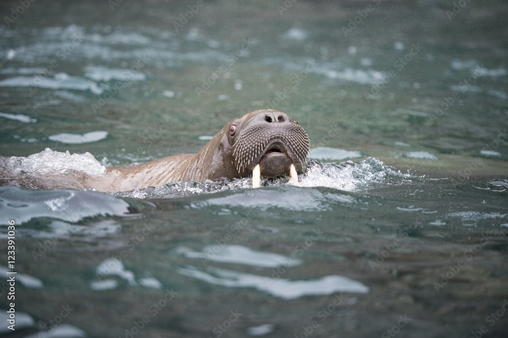 Fototapeta premium Walrus in the water