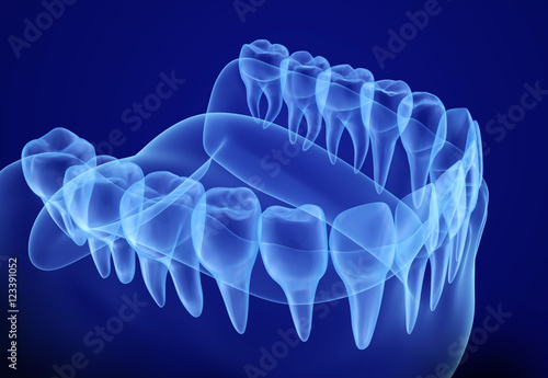 Mouth gum and teeth xray view. Medically accurate tooth 3D illustration