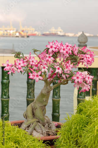 pink bougainvillea bonsai in garden, Penang Island, Malaysia