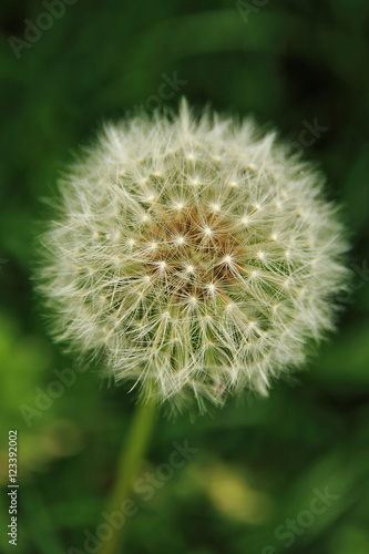 Flor diente de león, en color © Nacho