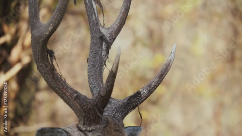Large and beautiful deer antlers in the woods