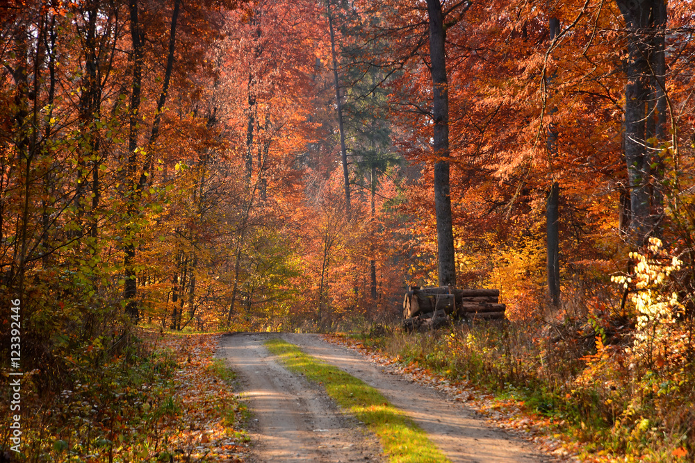 Road in sunny autumn forest