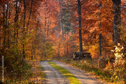 Road in sunny autumn forest