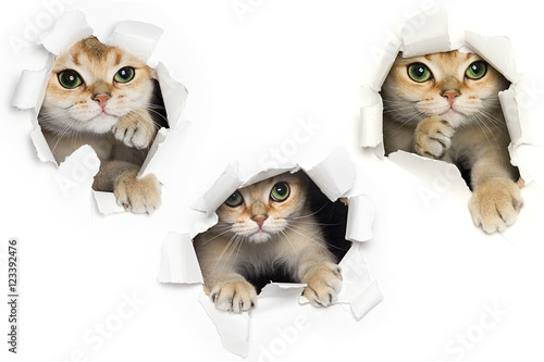 Fototapeta Naklejka Na Ścianę i Meble -  Set of one funny cat peeking out of torn paper isolated on white background