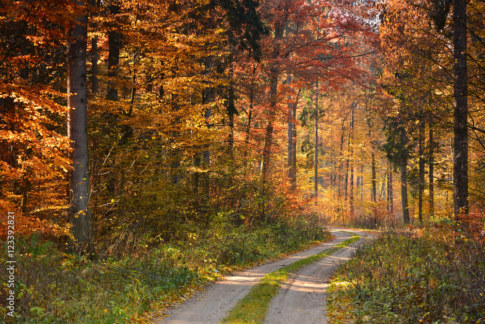 Road in sunny autumn forest