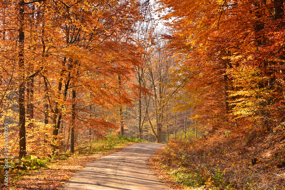 Road in sunny autumn forest