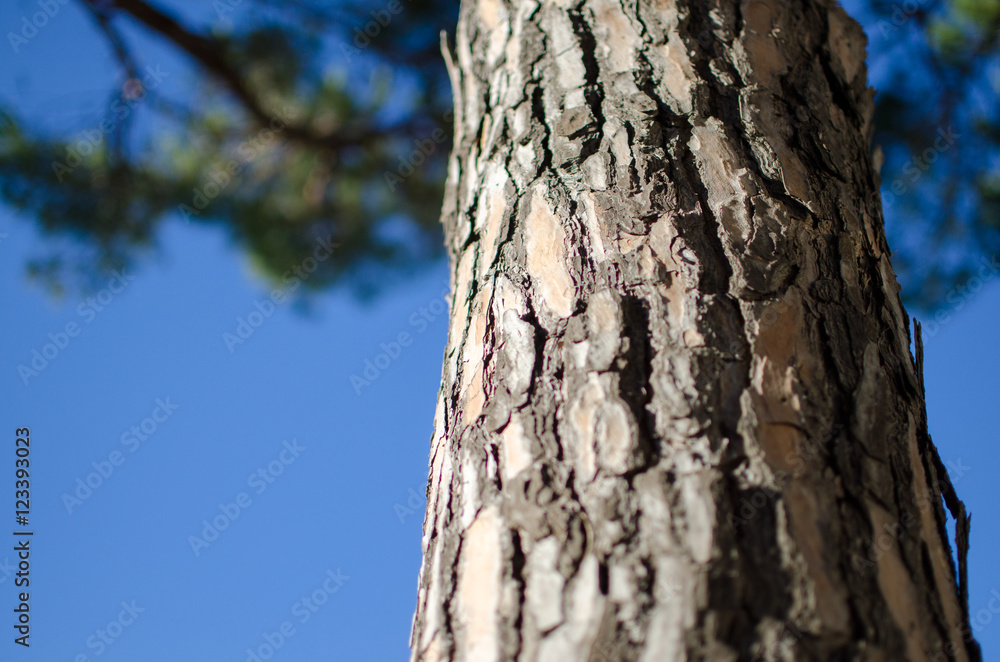 the trunk of a maritime pine widespread throughout the Mediterranean. In nature, the tree has wrinkled bark protects itself with the bark and the resins it produces. the trunk of a maritime pine widespread throughout the Mediterranean. In nature, the tree has wrinkled bark protects itself with the bark and the resins it produces.