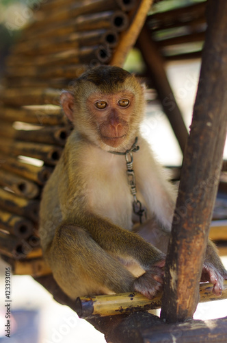 Young brown macaca monkey in chains in Thailand © evolutionnow
