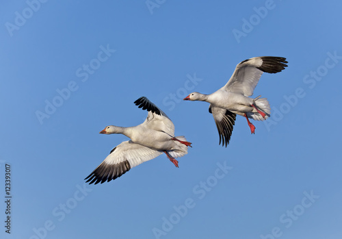 Two Snow Geese in flight in Bosque del Apache National Wildlife Refuge