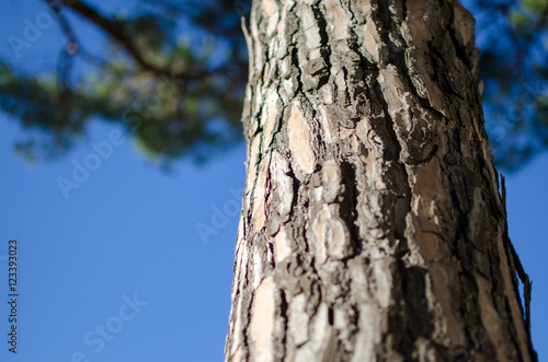 Fototapeta Naklejka Na Ścianę i Meble -  green deals investments for reforestation, the trunk of a maritime pine widespread throughout the Mediterranean. In nature, the tree protects itself with the bark and the resins it produces.