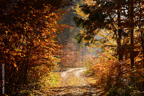 Road in sunny autumn forest