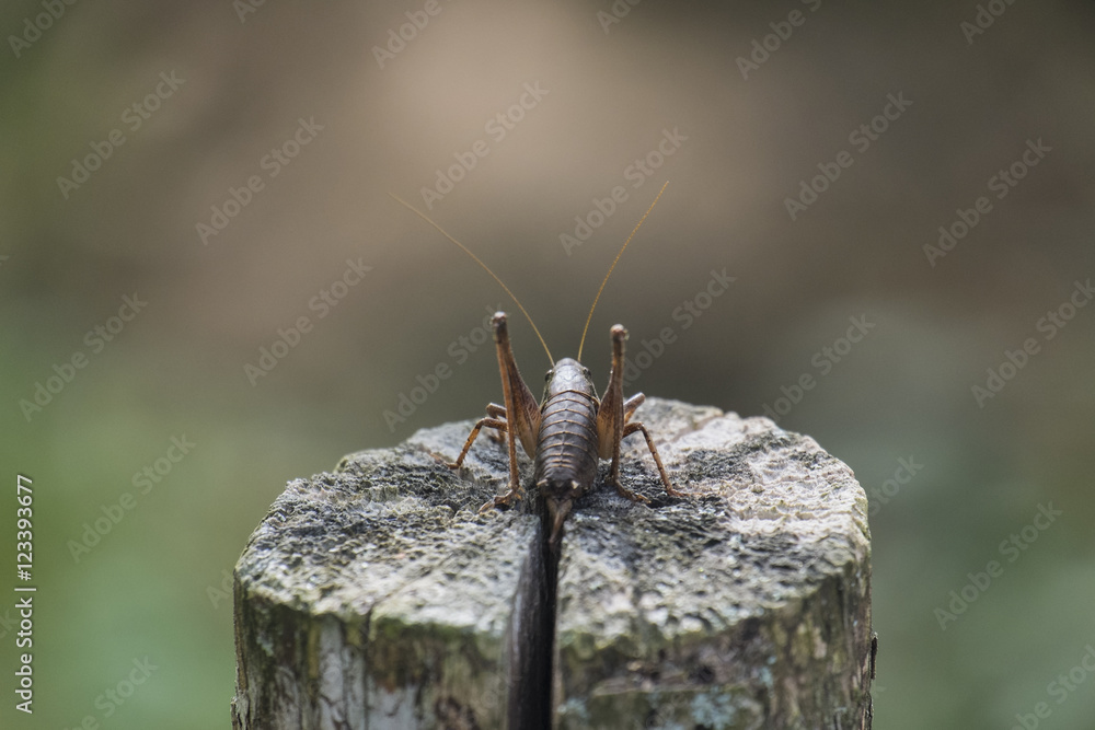 The female green grasshopper autumn back view The female green grasshopper autumn back view