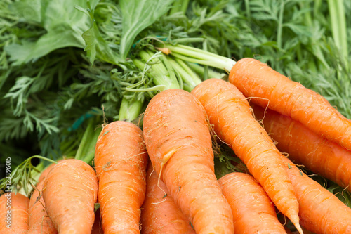 Carrot red background. Fresh organic vegetables