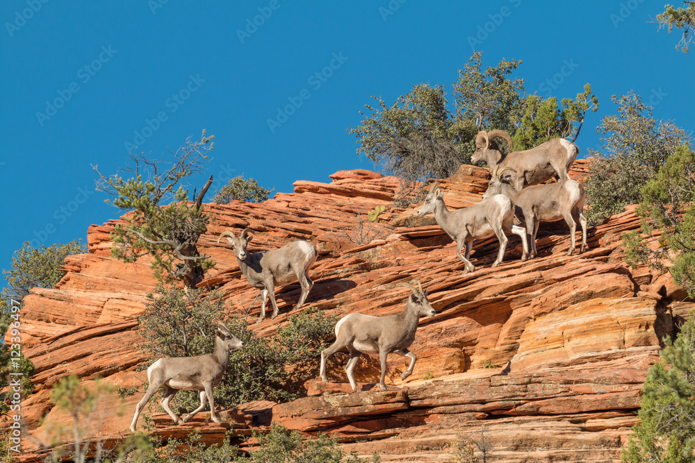 Fototapeta premium Herd of Desert Bighorn Sheep in Rut