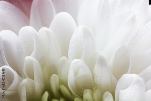 White flower close up macro pattern background © Voinakh