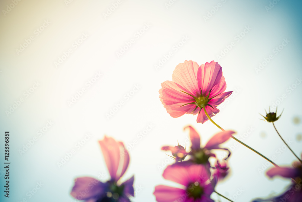 Cosmos flower colorful Cosmos flower colorful
