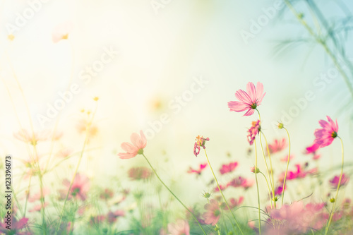 Cosmos flowers with Blur background