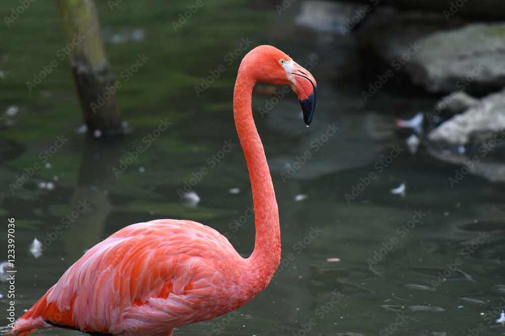 Obraz premium flamant rose