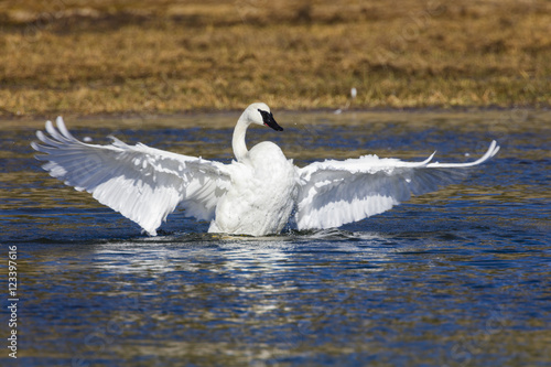 Trumpeter Swan on the Yellowstone River in hayden Valley - Yellowstone National Park