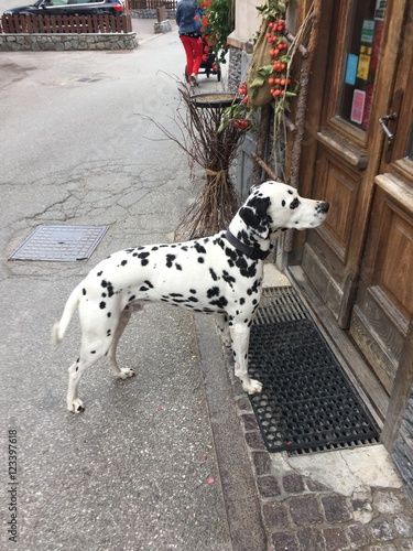 dalmata cane dalmati cani animale domestico  photo