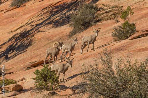 Herd of Desert Bighorn Sheep in Rut