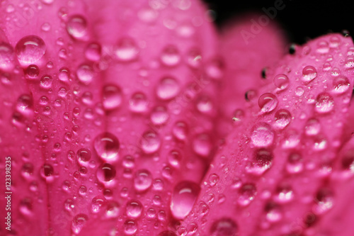 Gerbera flower close up beautiful macro photo with drops of rain