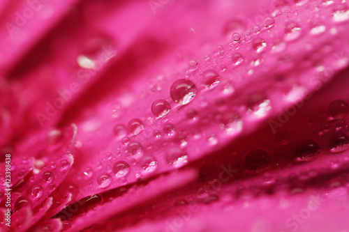 Gerbera flower close up beautiful macro photo with drops of rain