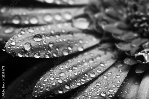 Gerbera flower close up beautiful macro photo with drops of rain