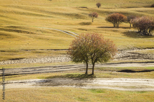 In autumn  trees on the hillside