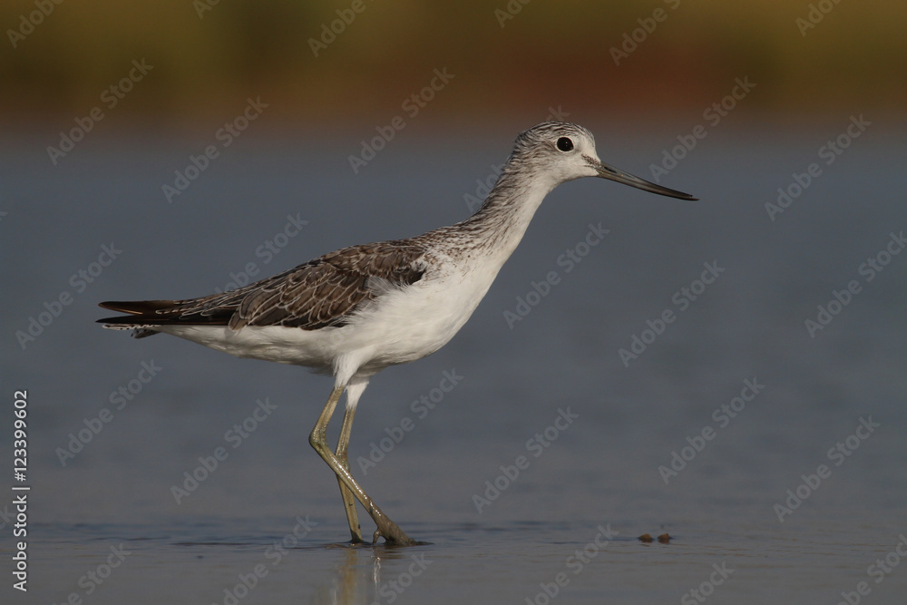 greenshank greenshank