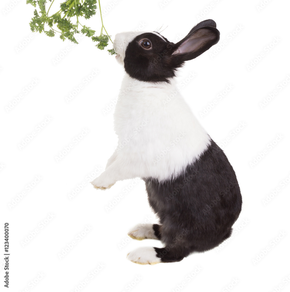 Dutch dwarf rabbit eating parsley standing on its hind legs and Stock