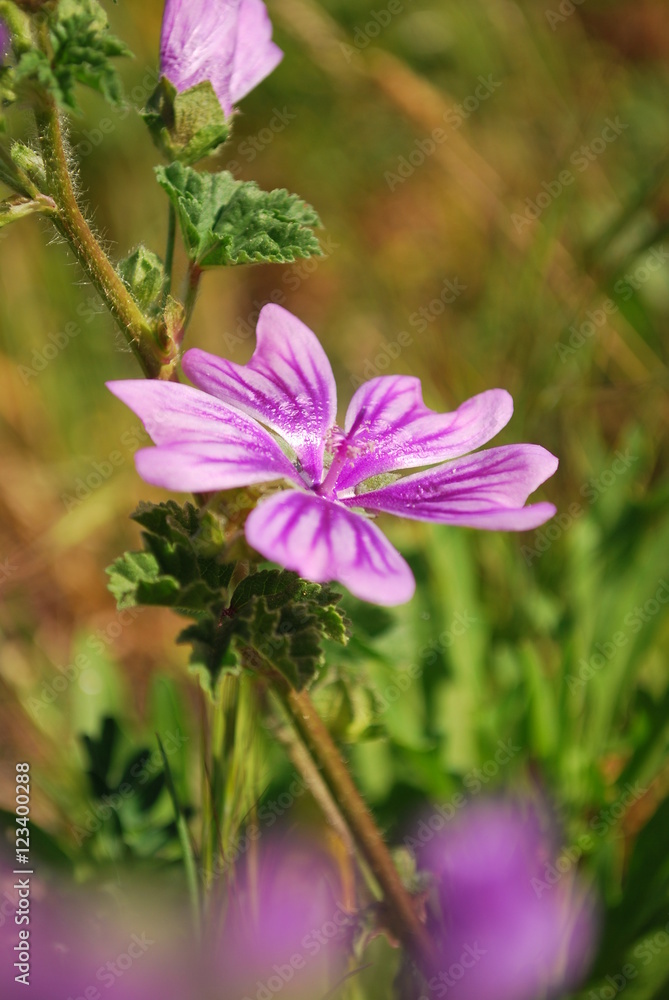 Pink flower Pink flower
