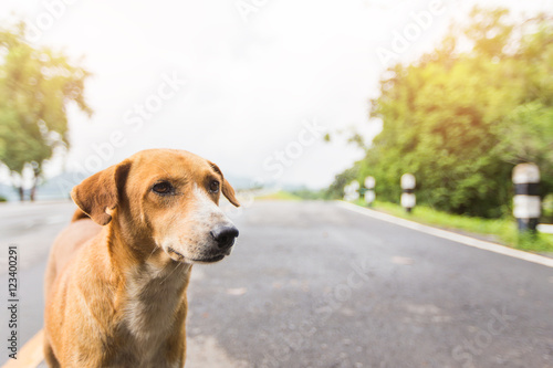 Brown dog breeds Thailand on the road. Photo with flare light.