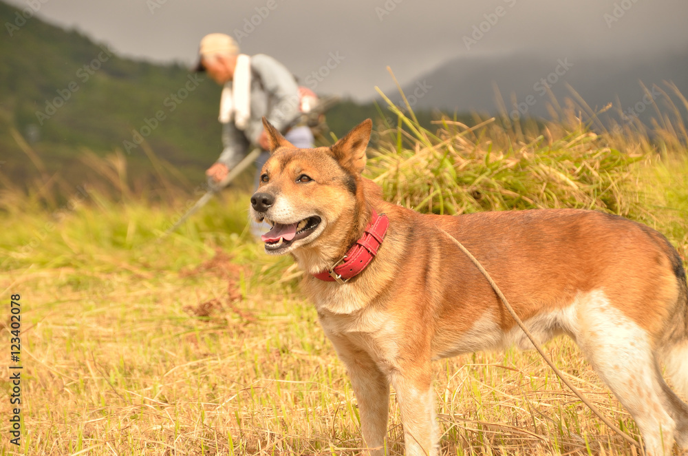 飼い犬(雑種) 飼い犬(雑種)