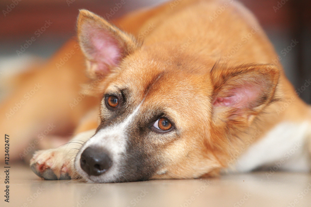 Thailand dog with brown , white and black . Thailand dog with brown , white and black .