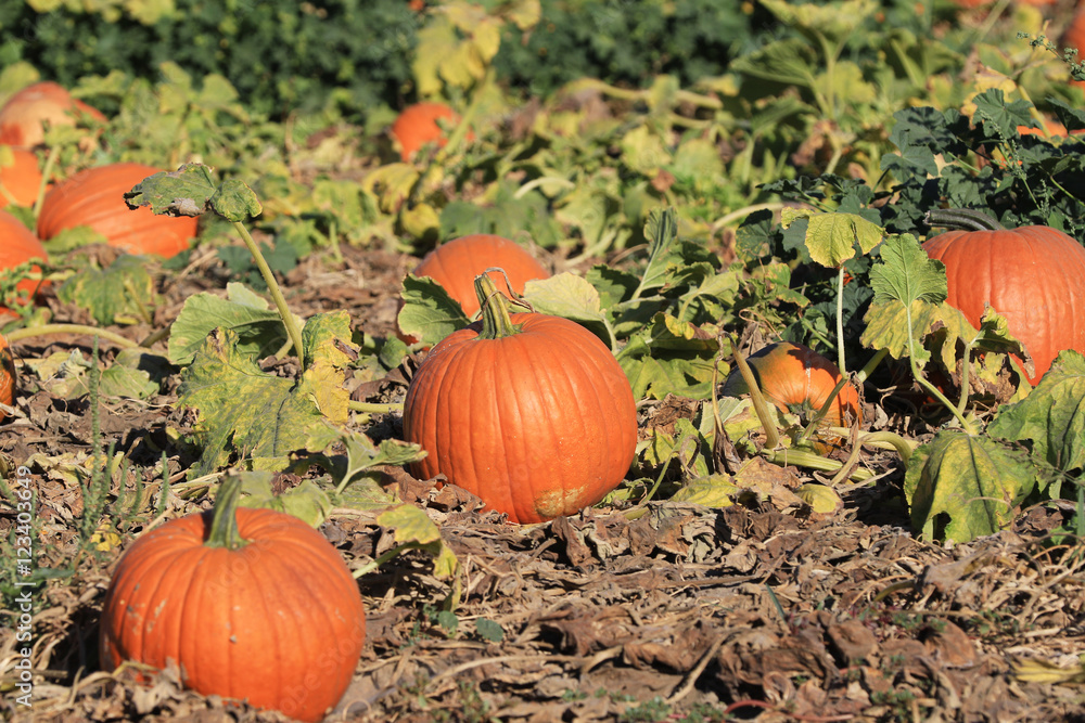 Pumpkins at festival pumpkin patch Pumpkins at festival pumpkin patch