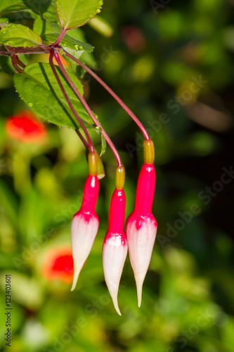 Beautiful white and fuscha flower buds photo