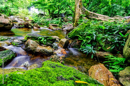 Stream in the tropical jungle and rain forest