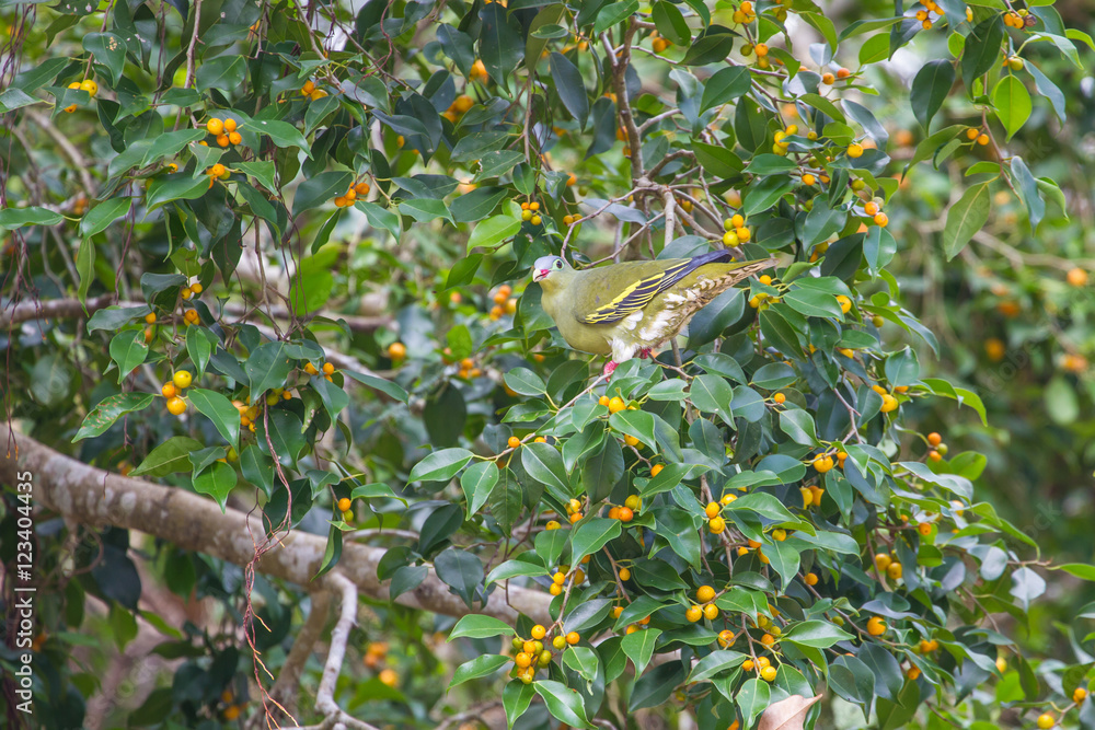 Thick-billed Green Pigeon (Treron curvirostra) in nature Thick-billed Green Pigeon (Treron curvirostra) in nature