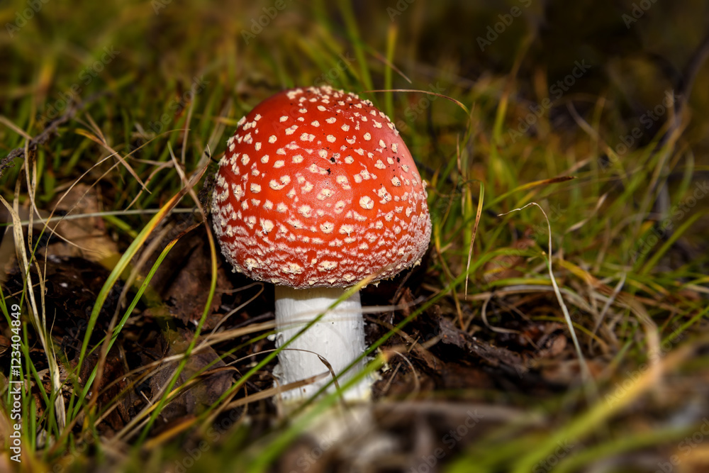 amanita mushroom forest closeup amanita mushroom forest closeup