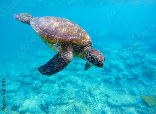Underwater photo with sea turtle and text place