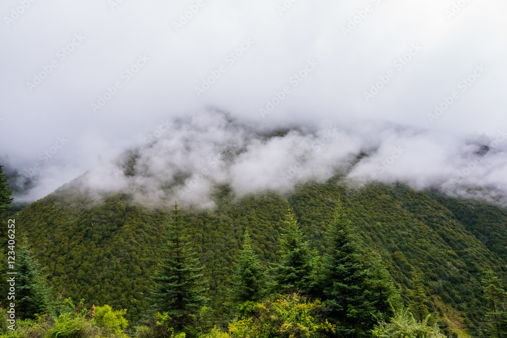 fir trees on a meadow down the will to coniferous forest in foggy mountains of China